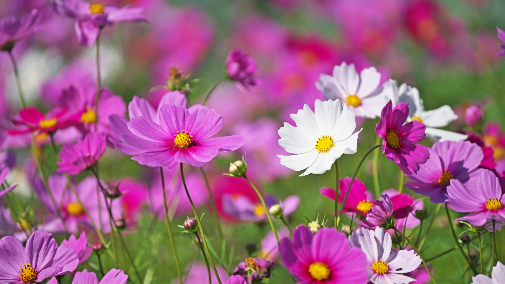 https://www.canva.com/photos/MADIwBMiUz8/