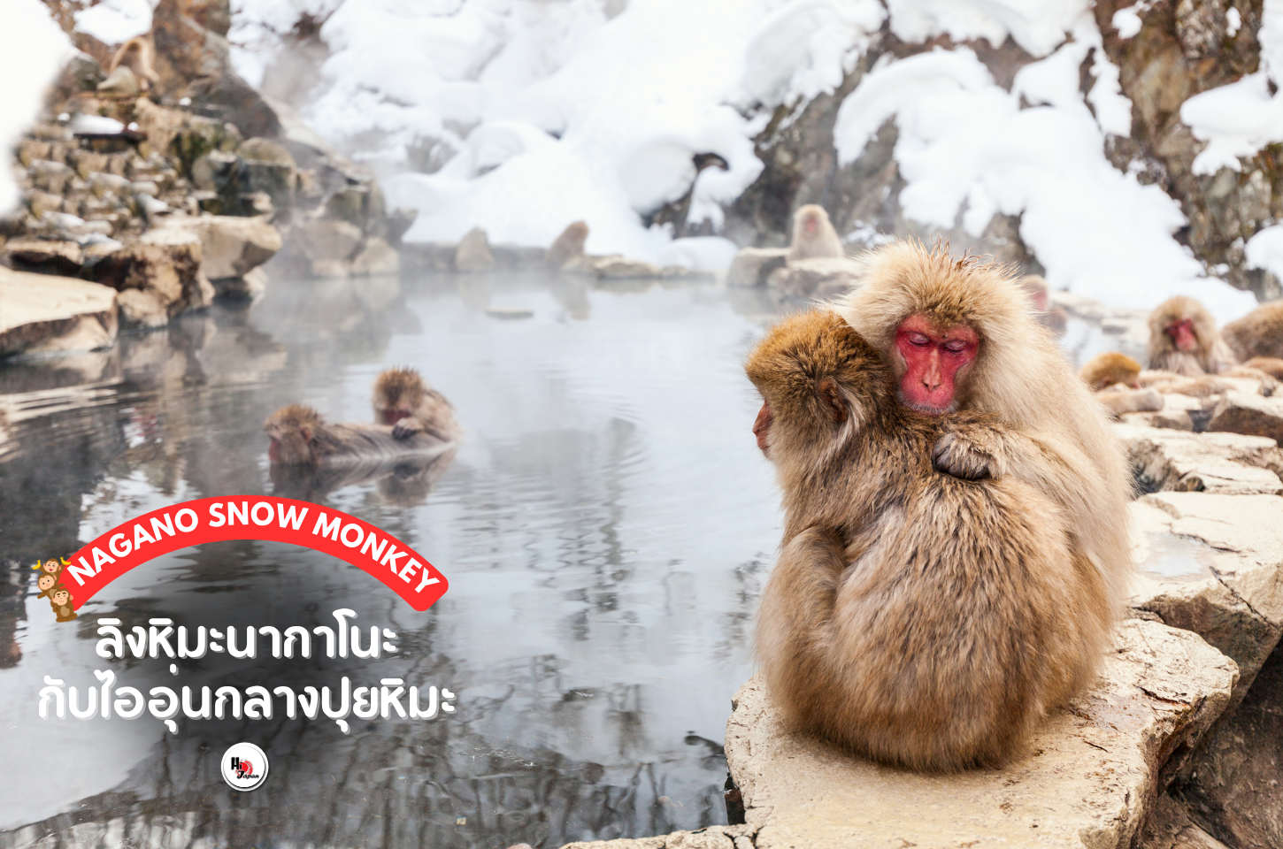 ลิงหิมะนากาโนะ (Nagano Snow Monkey) กับไออุ่นกลางปุยหิมะ