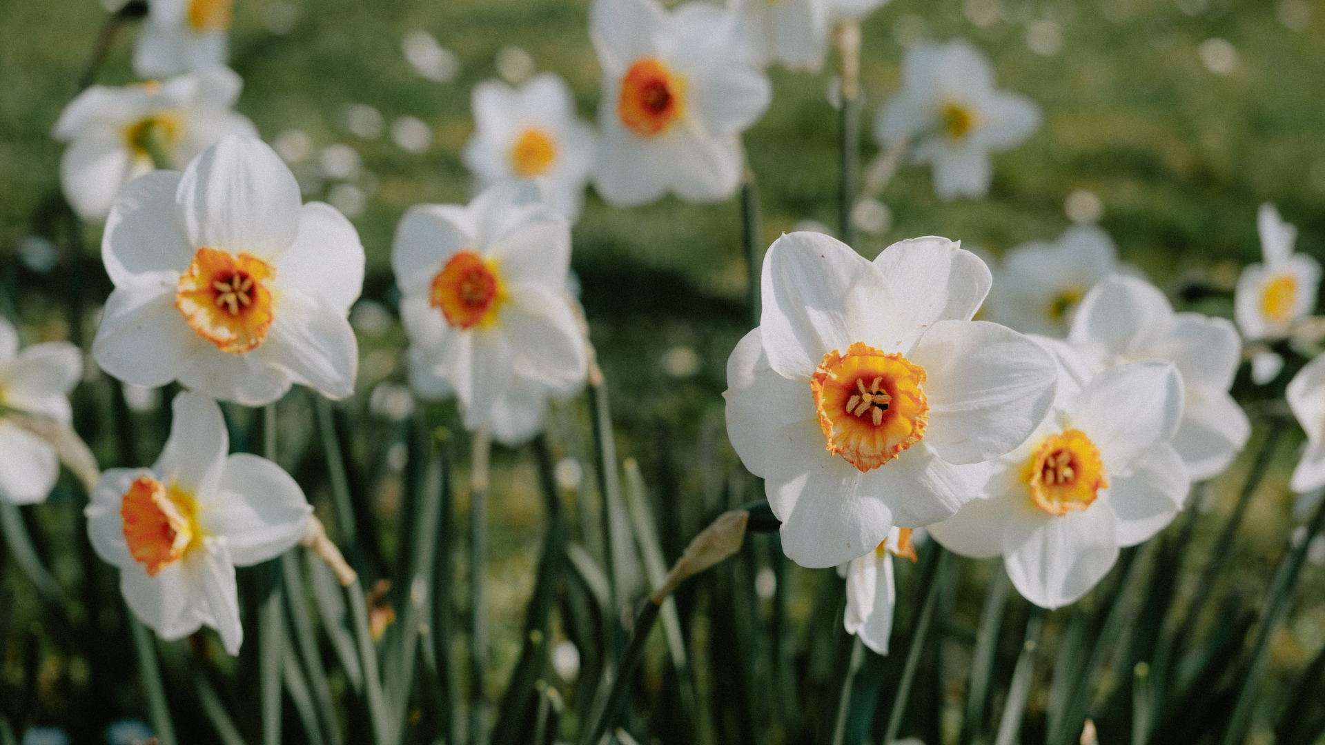https://www.canva.com/photos/MAE8UH1efA4/