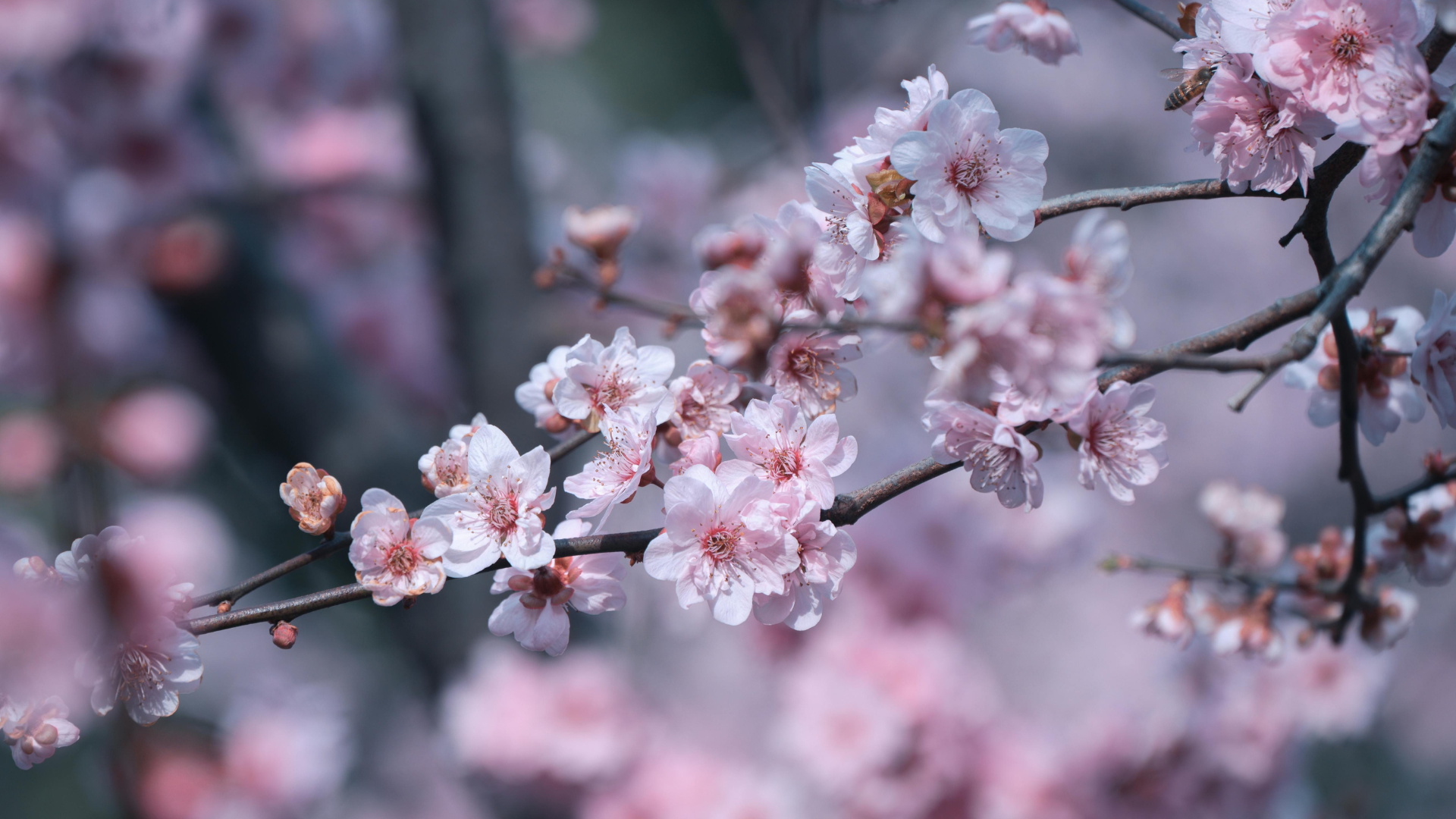 https://www.canva.com/photos/MAGZJvopYjY/