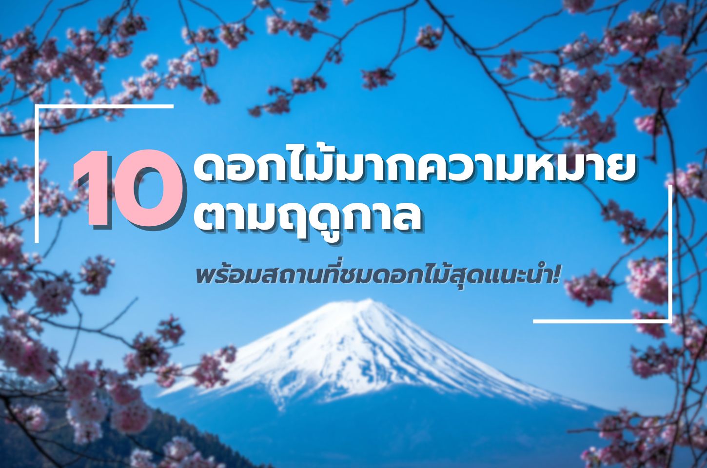 10 ดอกไม้มากความหมายตามฤดูกาล พร้อมสถานที่ชมดอกไม้สุดแนะนำ!